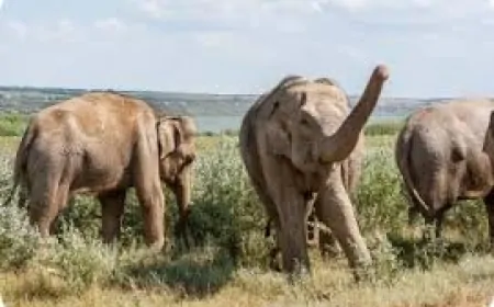 Fillerin Koku Alma Duyusu Köpeklerden Daha Güçlü Çıktı!