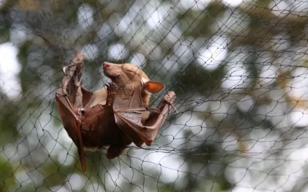 Çin’de insanlara bulaşabilen yeni bir yarasa koronavirüsü tespit edildi: 'Yüksek risk taşıyor'