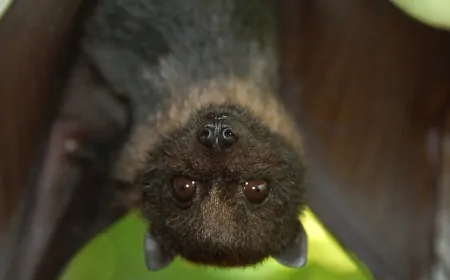 Yarasalar Baş Aşağı Uyur Çünkü Uçamazlar! Bu İlginç Alışkanlığın Nedeni Ne?