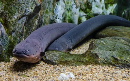 Elektrikli Yılan Balıkları 600 Volt Üretebilir! Doğadaki Canlı Bir Jeneratör