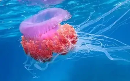 Denizanaları Beyinsiz Ama Hayatta Kalabiliyor! Nasıl Hareket Edip Avlanıyorlar?