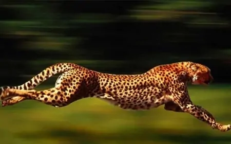 Çitalar Saatte 120 Km Hıza Ulaşabiliyor! Dünyanın En Hızlı Kara Hayvanı