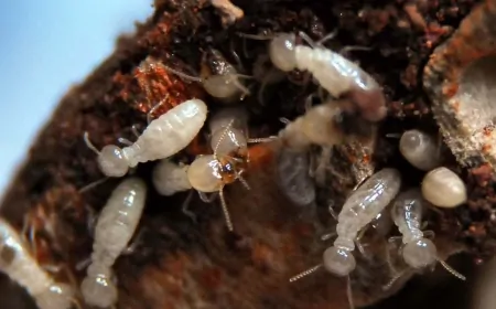 Termitler İnsanlardan Daha Fazla Karbondioksit Üretiyor! Küçük Canlıların Büyük Etkisi
