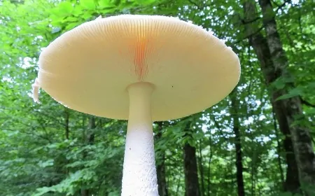 Dünya’nın En Büyük Canlısı Bir Mantar Kolonisi! Binlerce Yıldır Büyümeye Devam Ediyor