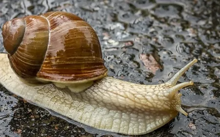 Salyangozlar 3 Yıla Kadar Uyuyabilir! Bu Uzun Uyku Onlara Nasıl Fayda Sağlıyor?