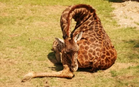 Zürafalar Günde Sadece 2 Saat Uyuyor! Hayatta Kalmak İçin Neden Bu Kadar Az Dinleniyorlar?