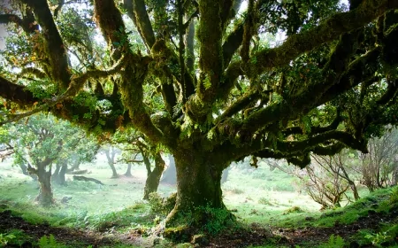 Kelt ağaç astrolojisi nedir? Doğum tarihinize göre hangi ağaç burcusunuz?