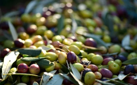 Hileli Zeytinyağı ve Peynir Markaları Açıklandı: İşte Güncellenen Liste