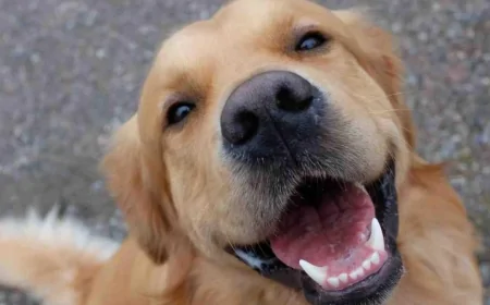 Köpeklerin Bıyıkları Olmazsa Ne Olur? İşte Hayati Önemi!