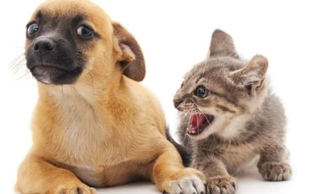 Kediler ve Köpekler Gerçekten Geçmişlerini Hatırlıyorlar mı?