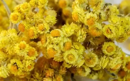 Altın Otu Mide, Sindirim ve Cilt Sağlığına Nasıl Fayda Sağlıyor?