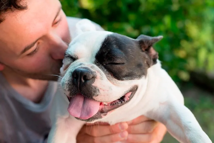 Köpekler, İnsanlar Gibi, Göz Kırpışıyla Bağ Kurabiliyor