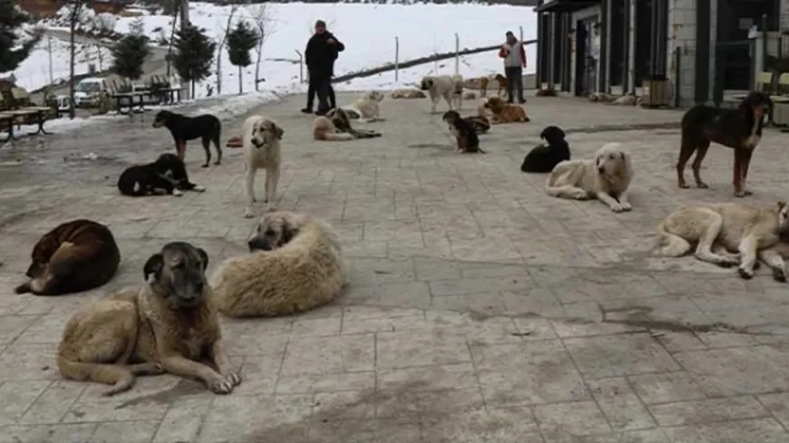 Başıboş Köpekler Mezarlıklarda Sürü Halinde Geziyor, Vatandaşlar Tedirgin