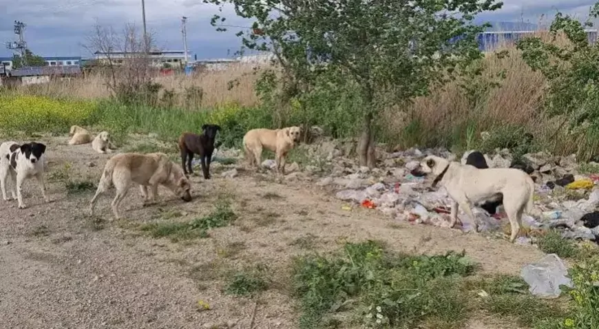 Türkiye'nin Kanayan Yarası: Başıboş Köpekler Mezarlıklarda Sürü Halinde Geziyor