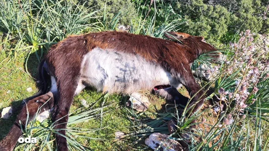 Kuzey Kıbrıs’ta 14 eşek vahşice katledildi: Tepkiler çığ gibi büyüyor