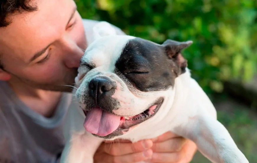 Köpekler, İnsanlar Gibi, Göz Kırpışıyla Bağ Kurabiliyor