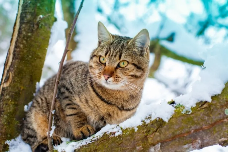 Rüyada Kedi Görmek: Sezgiler mi, Gizli Düşmanlar mı? Anlamı ve Yorumları