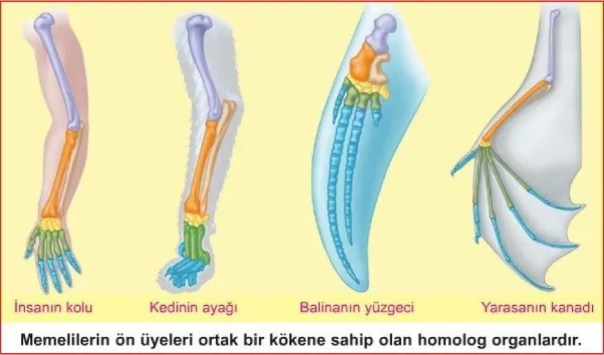 Farklı Türlerde Aynı Kemik Yapısı: Homoloji ve Homoplazi Nedir?