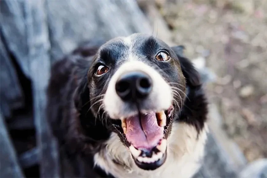 Çikolata Köpekler İçin Zehirli! İçeriğindeki Teobromin Hayati Tehlike Yaratabilir