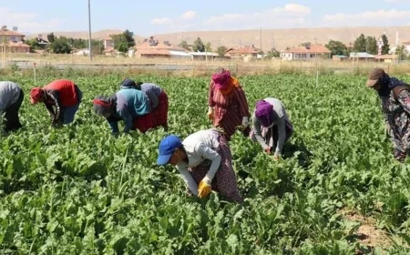 Mevsimlik işçilerin ücretleri yüzde 84 arttı: En yüksek yevmiye Rize'de
