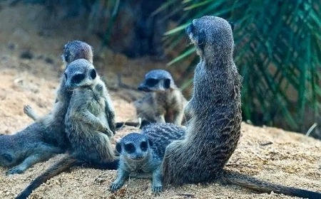 Ekolojik Fırsat ve Adaptif Yayılmanın Tetiklenmesi: Evrimsel Sürecin Anahtarı