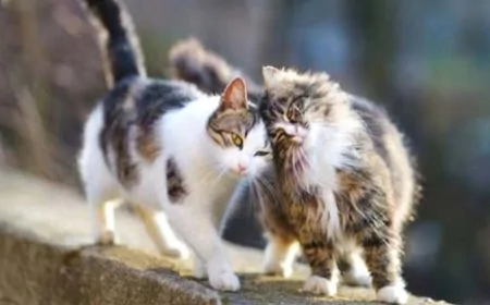Kediler mart ayında neden daha fazla çiftleşiyor? Bilimsel açıklama!