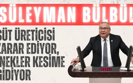 CHP’li Süleyman Bülbül: ‘Süt üreticisi zarar ediyor, inekler kesime gidiyor!’