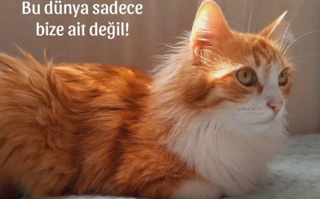 4 Ekim Hayvanları Koruma Günü: Tüm Canlılara Saygı ve Farkındalık