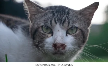 Feline Calicivirus (FCV): Kedilerde Yaygın Bir Solunum Yolu Enfeksiyonu