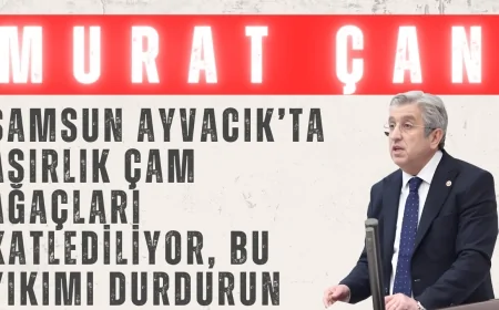 CHP’li Murat Çan: ‘Samsun Ayvacık’ta asırlık çam ağaçları katlediliyor, bu yıkımı durdurun!’