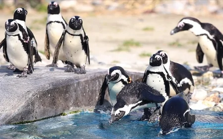 Güney Afrika'da Nesli Tehlikedeki Penguenler İçin Balıkçılık Yasağı Kararı
