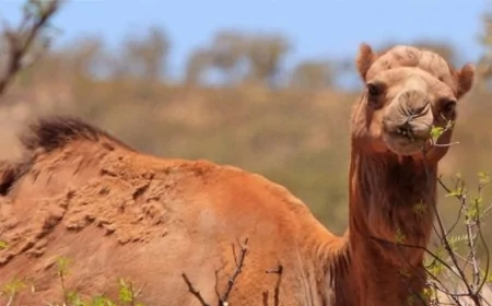 Avustralya’da Deve Nüfusu İnsanlardan Daha Hızlı Artıyor: Doğal Dengeyi Tehdit Ediyor