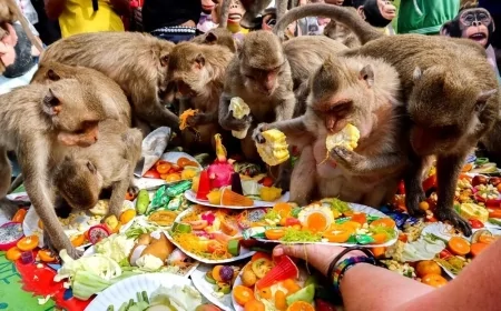 Tayland’da Maymunlara Özel Yemek Festivali Düzenleniyor: Binlerce Maymun Bir Araya Geliyor