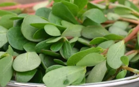 Doğal Omega-3 Deposu Semizotu Hangi Hastalıklara İyi Geliyor? Bilinmeyen Faydalarıyla Şaşırtıyor