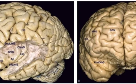 İkiye Bölünen Zihin: Beynin Lobları Ayrıldığında Ortaya Çıkan Şaşırtıcı Gerçeklik