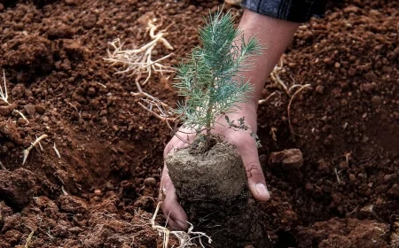 2030’a Kadar 10 Milyar Fidan Hedefi: Türkiye, 2024’te 500 Milyondan Fazla Fidanı Toprakla Buluşturdu