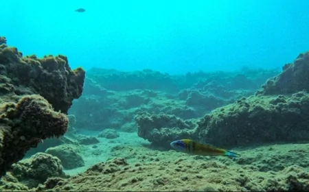 Okyanusların en karanlık noktalarında 7 binden fazla bilinmeyen mikrop türü keşfedildi