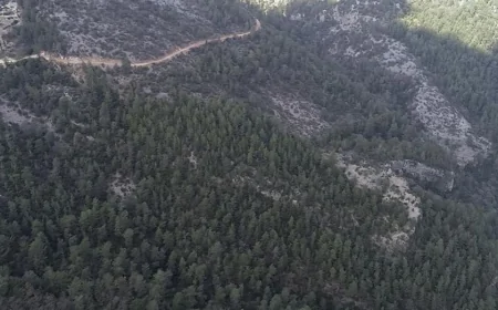 Antalya'da 900 Ağacın Kesileceği Taş Ocağı İçin ÇED Süreci Yeniden Başlatıldı