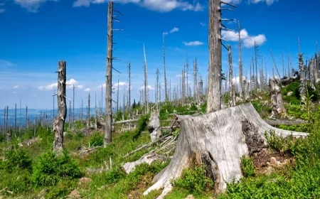 Asit Yağmuru Nedir, Nasıl Oluşur, Türkiye'de Görülme Riski Var mı?
