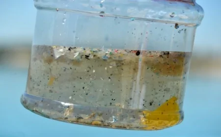 Karadeniz’de Mikroplastik Tehlikesi: Balıkların Yüzde 40’ında Plastik İzine Rastlandı