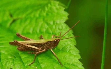 Sera üretiminde zararlı böcek tehlikesi: Domates tarlaları tehdit altında