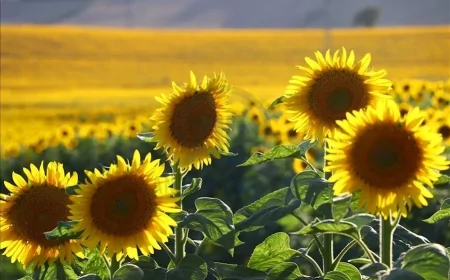 Ayçiçeği üreticisine kötü haber: Alım fiyatı beklentinin altında kaldı