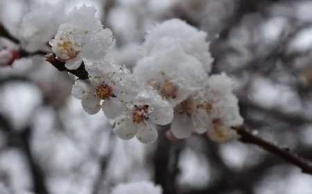 Zirai don uyarısı: Ege ve İç Anadolu'da mahsuller risk altında