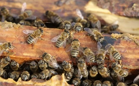 Arıcılara kötü sürpriz: İklim değişikliği nedeniyle bal verimi yüzde 40 azaldı