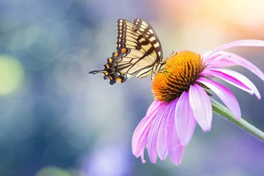 75 million branches of flowers from Türkiye to 34 countries on March 8, International Women's Day