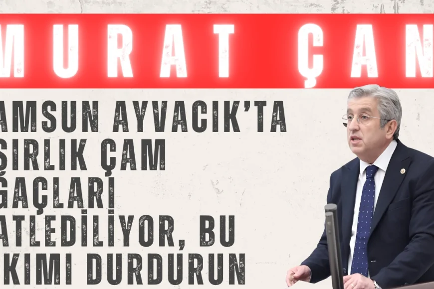 CHP’li Murat Çan: ‘Samsun Ayvacık’ta asırlık çam ağaçları katlediliyor, bu yıkımı durdurun!’