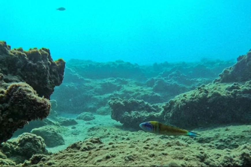 Okyanusların en karanlık noktalarında 7 binden fazla bilinmeyen mikrop türü keşfedildi