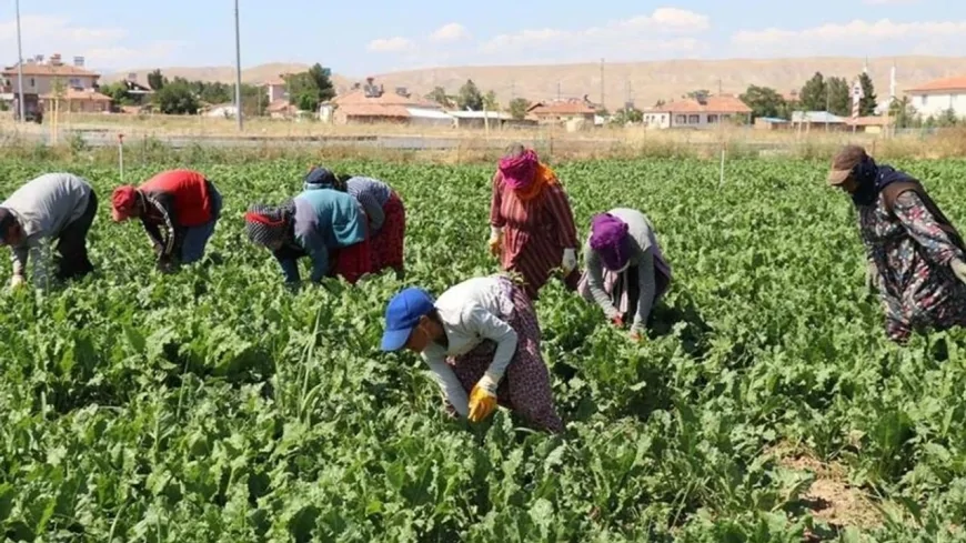 Mevsimlik işçilerin ücretleri yüzde 84 arttı: En yüksek yevmiye Rize'de