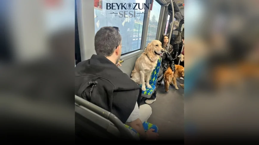 Metrobüste Öncelikli Koltuğa Oturtulan Köpek Tartışma Yarattı!