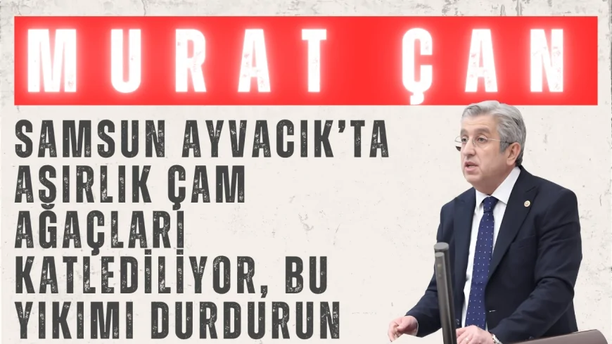 CHP’li Murat Çan: ‘Samsun Ayvacık’ta asırlık çam ağaçları katlediliyor, bu yıkımı durdurun!’